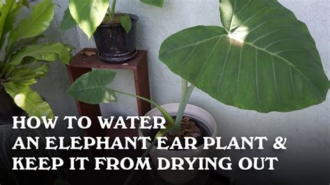 elephant ear watering instructions